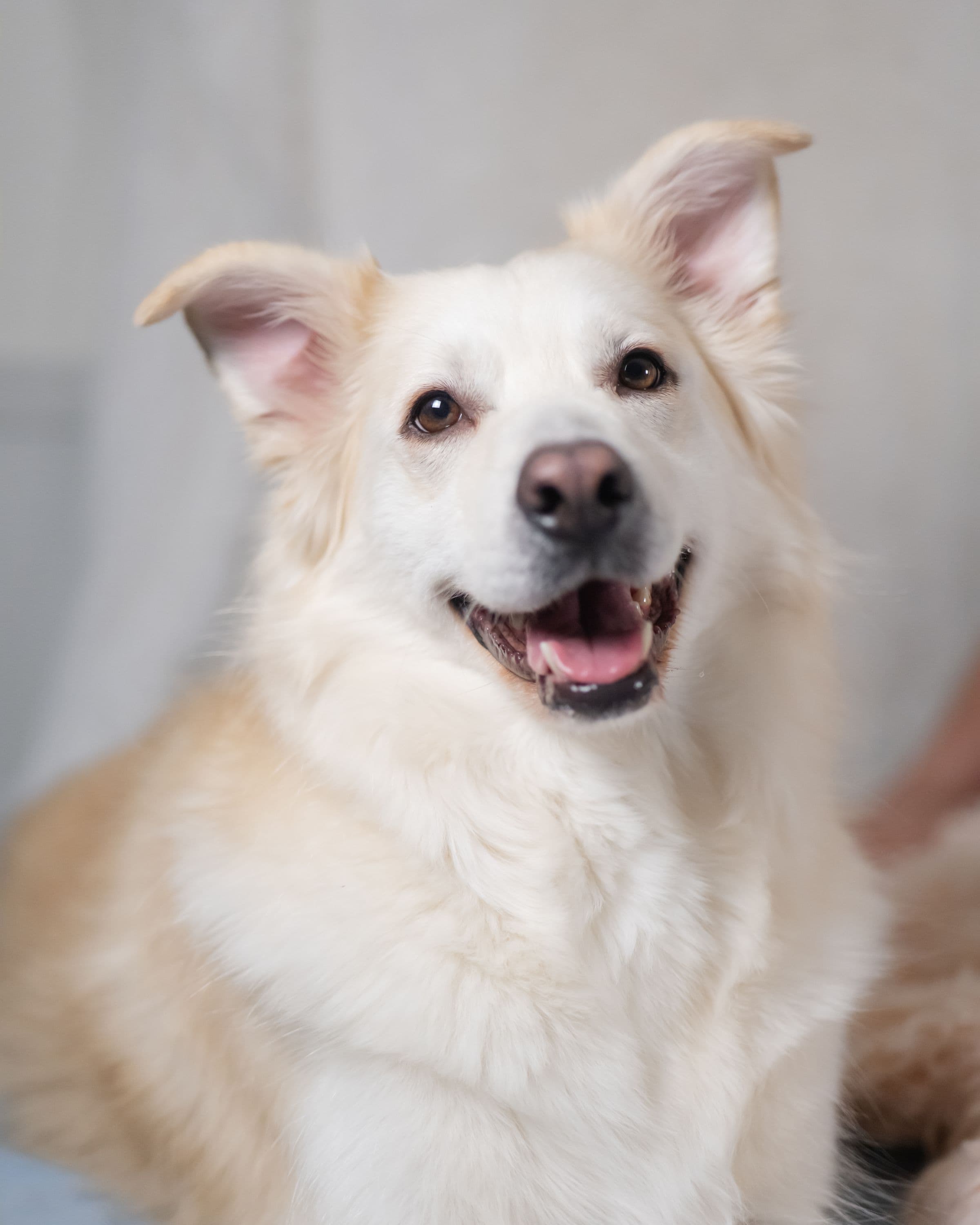 A fluffy white dog with a freshly brushed coat, smiling at the camera